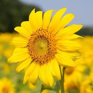 Meet your Posher, Jen raven